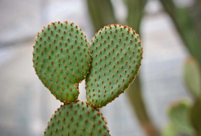 仙人掌死亡原因 仙人掌死亡原因