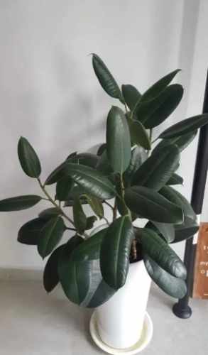 橡皮樹照顧方法