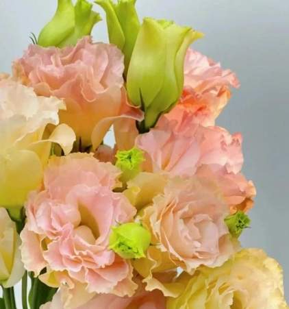 洋桔梗象徵意義