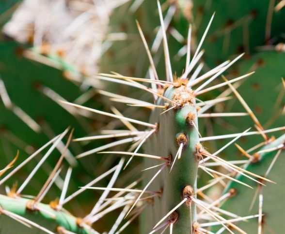 仙人掌枯萎 仙人掌枯萎