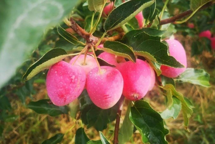 海棠果食用方法 海棠果食用方法