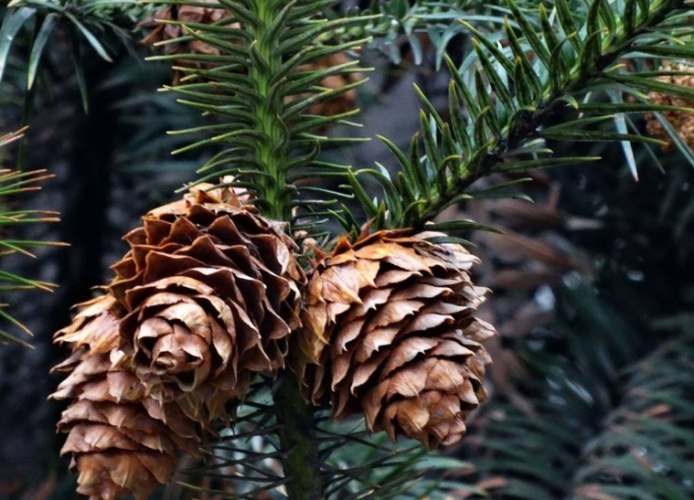 黑松果實食用方法 黑松果實食用方法