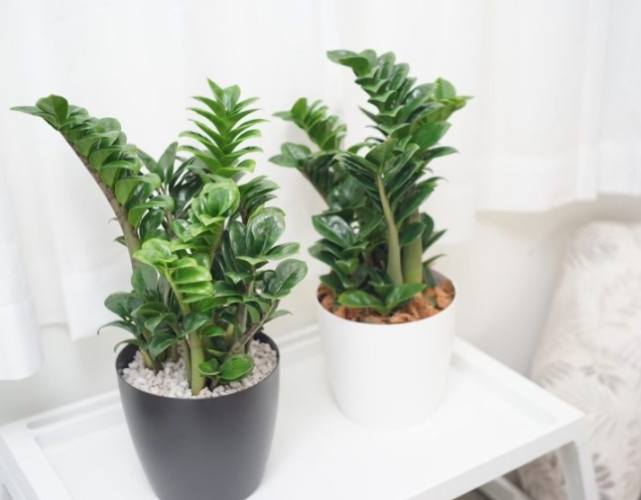 金璽美鐵芋養護 金璽美鐵芋養護