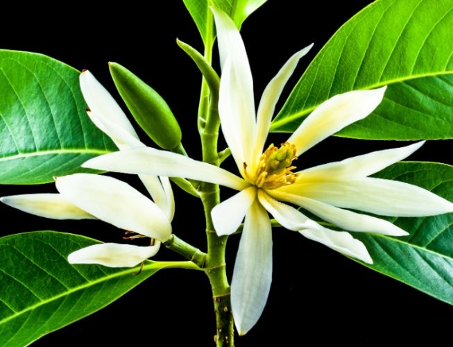 白玉蘭葉精油調配比例