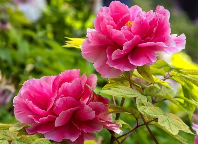 葉牡丹種植方法 葉牡丹種植方法