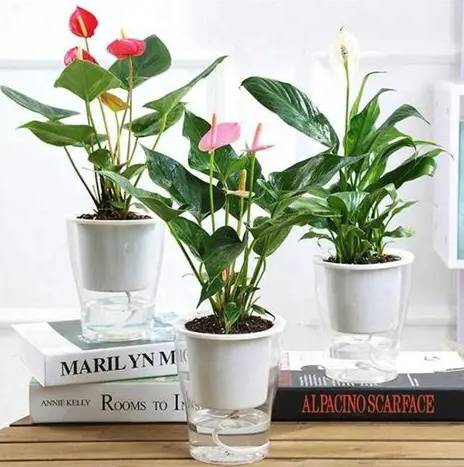 懒人花盆使用限制