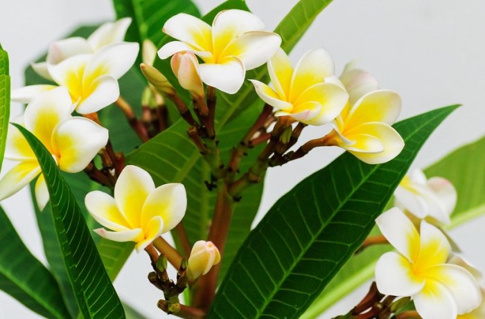 雞蛋花葉子變黃