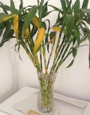 富貴竹黃葉處理 富貴竹黃葉處理