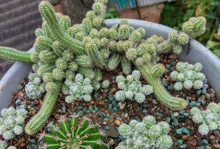 銀手指徒長處理