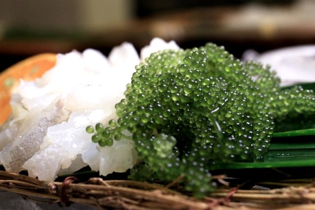 海葡萄光照需求