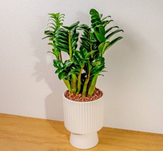 金璽植物病害防治 金璽植物病害防治