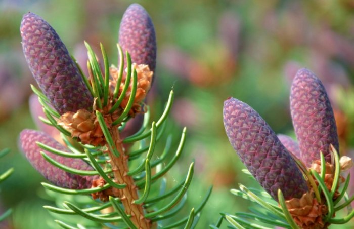 黑松果實食用方法 黑松果實食用方法