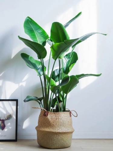 天堂鳥水養方法