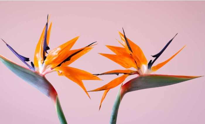 天堂鳥土壤配方