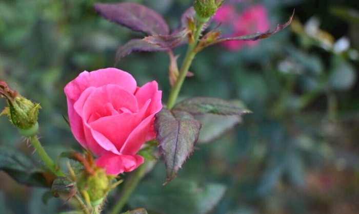 玫瑰葉子枯黃 玫瑰葉子枯黃