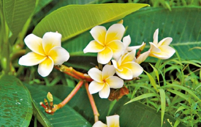 水培雞蛋花步驟