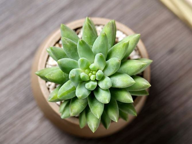 多肉盆栽DIY 多肉盆栽DIY