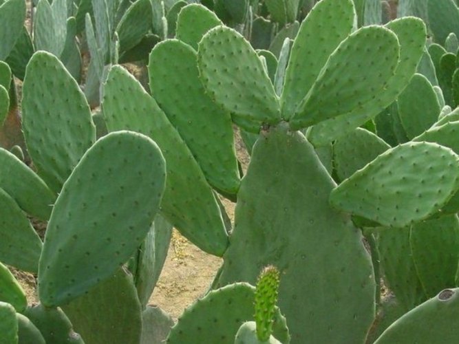 仙人掌悶養方法 仙人掌悶養方法