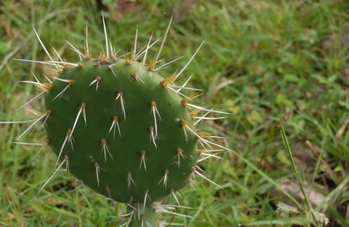 仙人掌種子發芽時間 仙人掌種子發芽時間