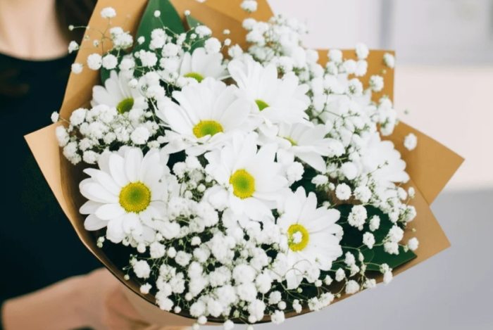 不同顏色雛菊花語