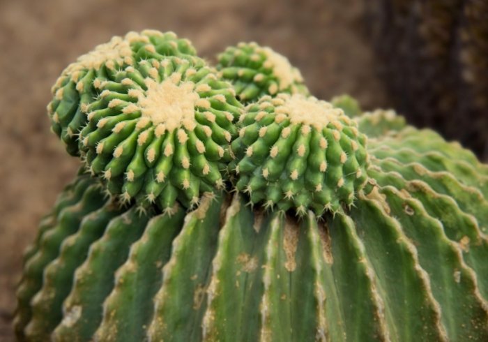 仙人掌养护技巧 仙人掌养护技巧