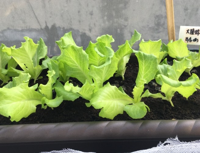 居家种菜 居家种菜