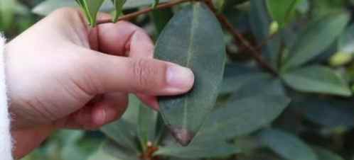 桂花葉子焦枯處理