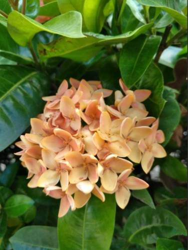 國花象征 國花象征