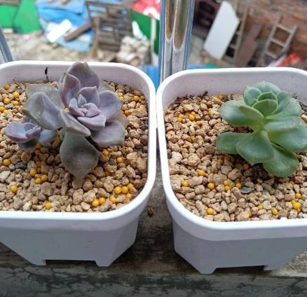 多肉植物光照 多肉植物光照