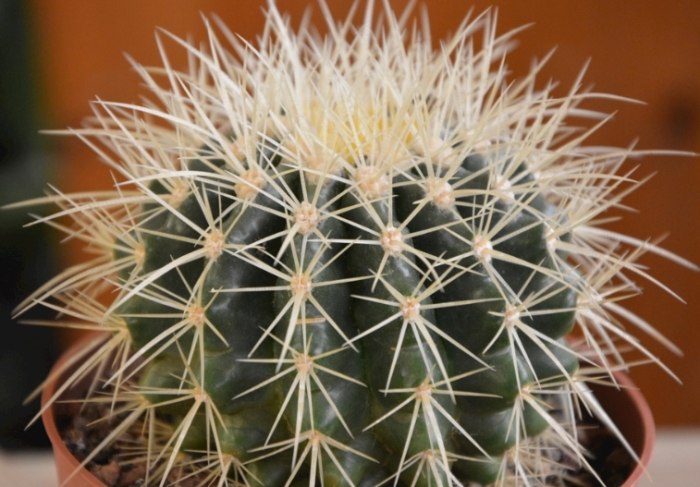 仙人掌黃軟原因