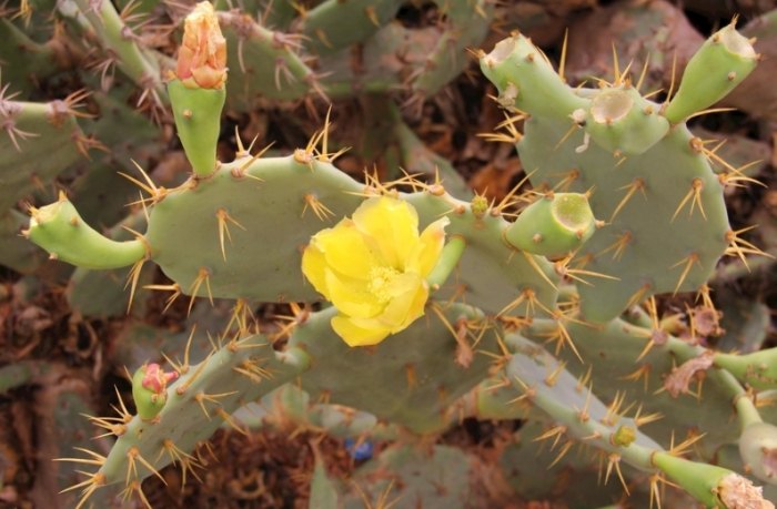 仙人掌黃化原因