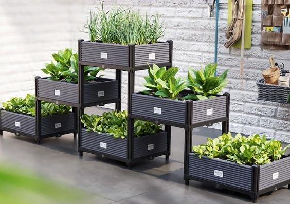 適合盆栽的蔬菜