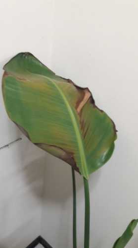 天堂鳥養護 天堂鳥養護