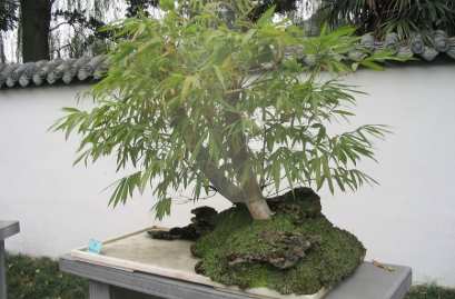 竹子盆栽養護 竹子盆栽養護