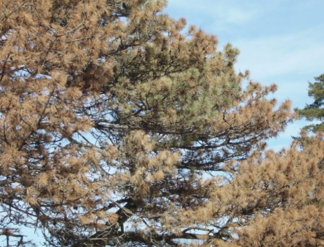 松树病害治疗 松树病害治疗