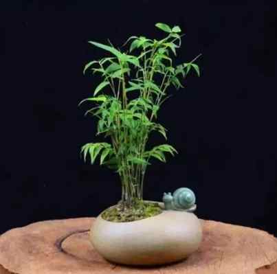 竹子盆栽推薦 竹子盆栽推薦