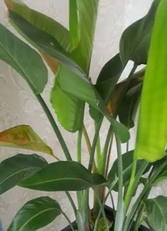 天堂鳥葉子變黑處理 天堂鳥葉子變黑處理