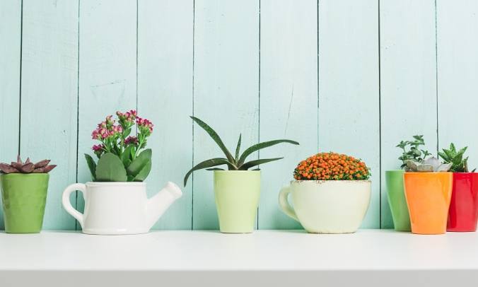 多肉植物澆水頻率