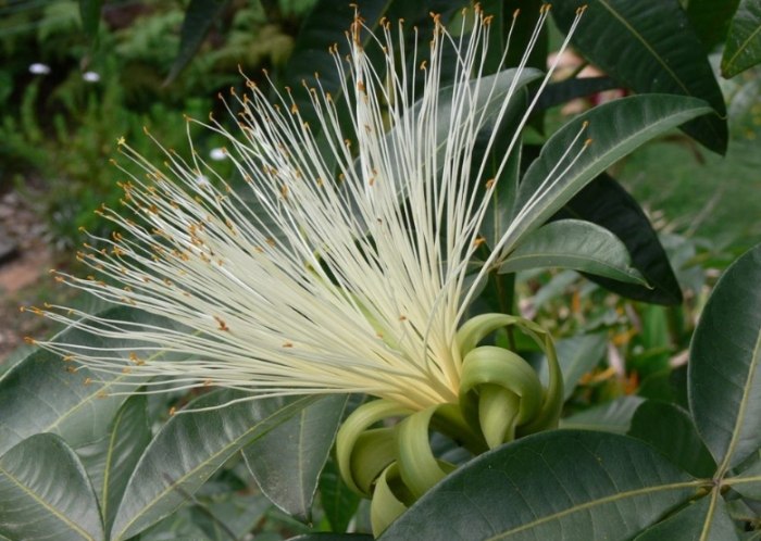 马拉巴栗 風水 马拉巴栗 風水