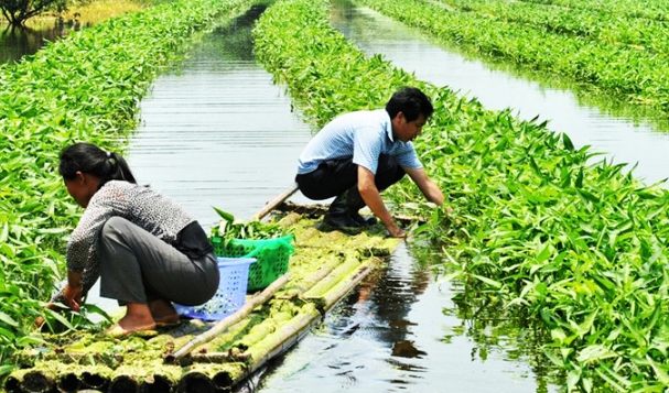 Aquaponics 植物選擇