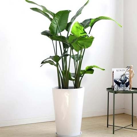 天堂鸟养护方法 天堂鸟养护方法