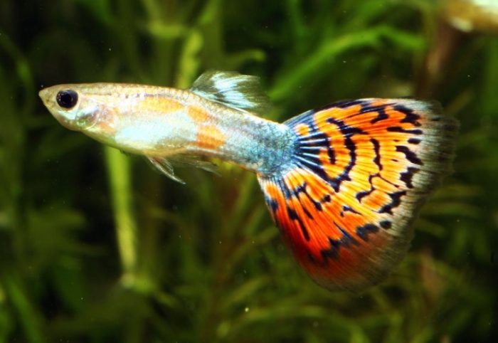 孔雀魚混養魚種