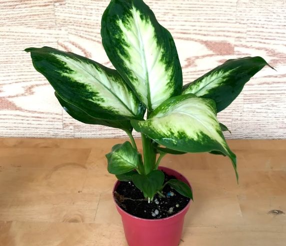 白玉黛粉葉種植 白玉黛粉葉種植