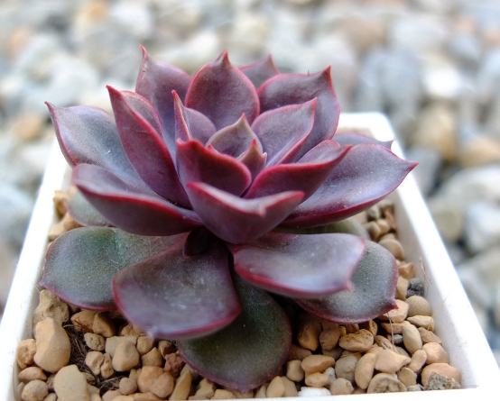 葉孵繁殖技巧 葉孵繁殖技巧