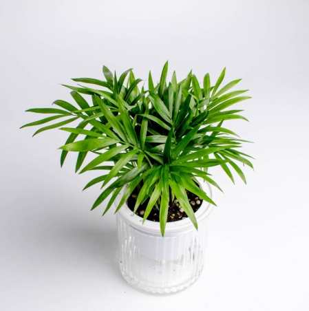 袖珍椰子病虫害