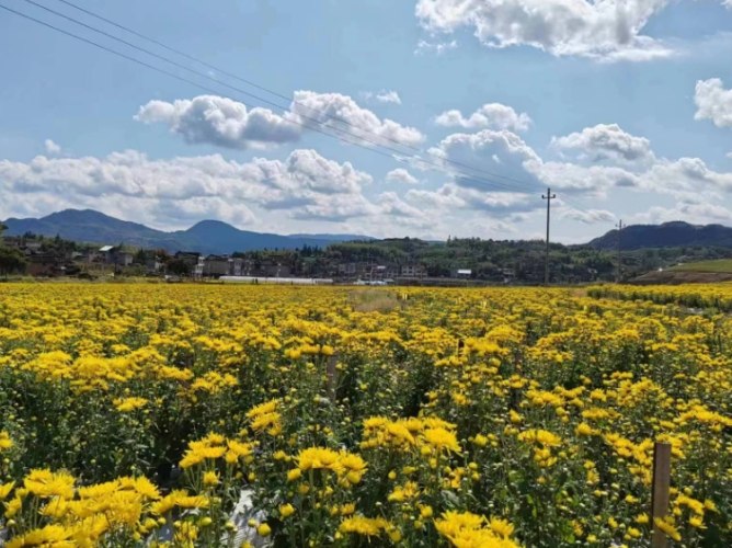菊花種植方法 菊花種植方法