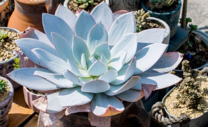 多肉植物組合 多肉植物組合