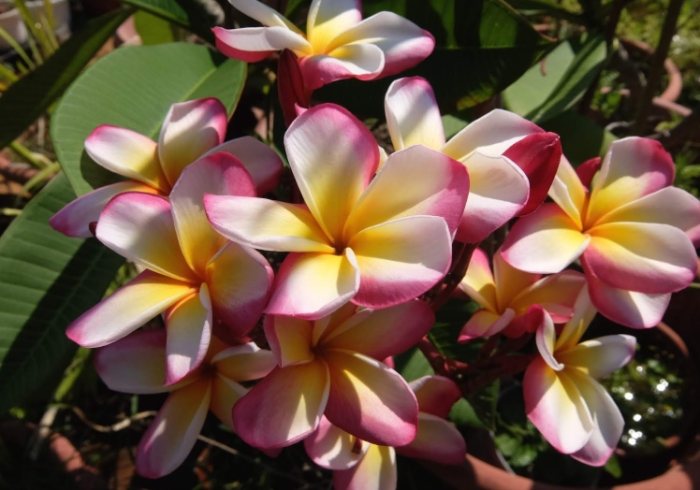 雞蛋花枝條繁殖