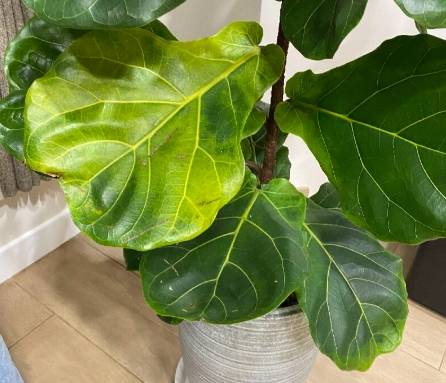 琴葉榕 枯葉 原因