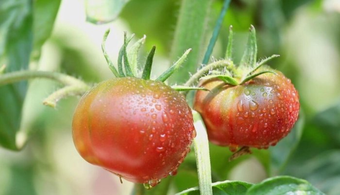 番茄長太高解決方法